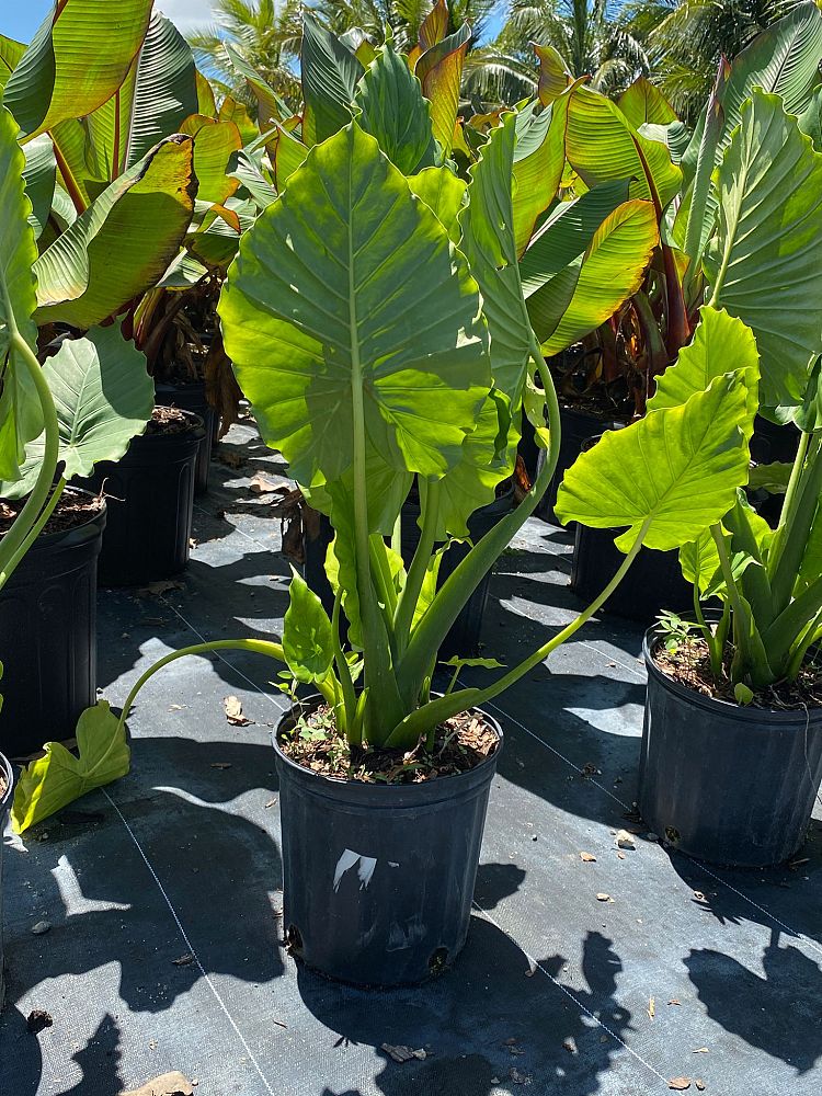 musa-acuminata-dwarf-cavendish-banana
