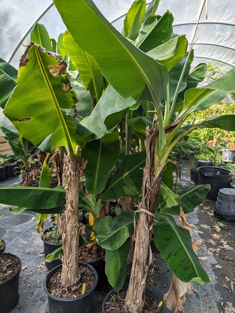musa-acuminata-dwarf-cavendish-banana