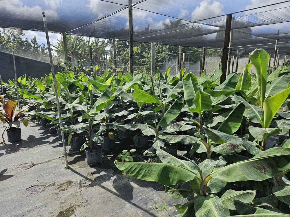 musa-acuminata-dwarf-cavendish-banana