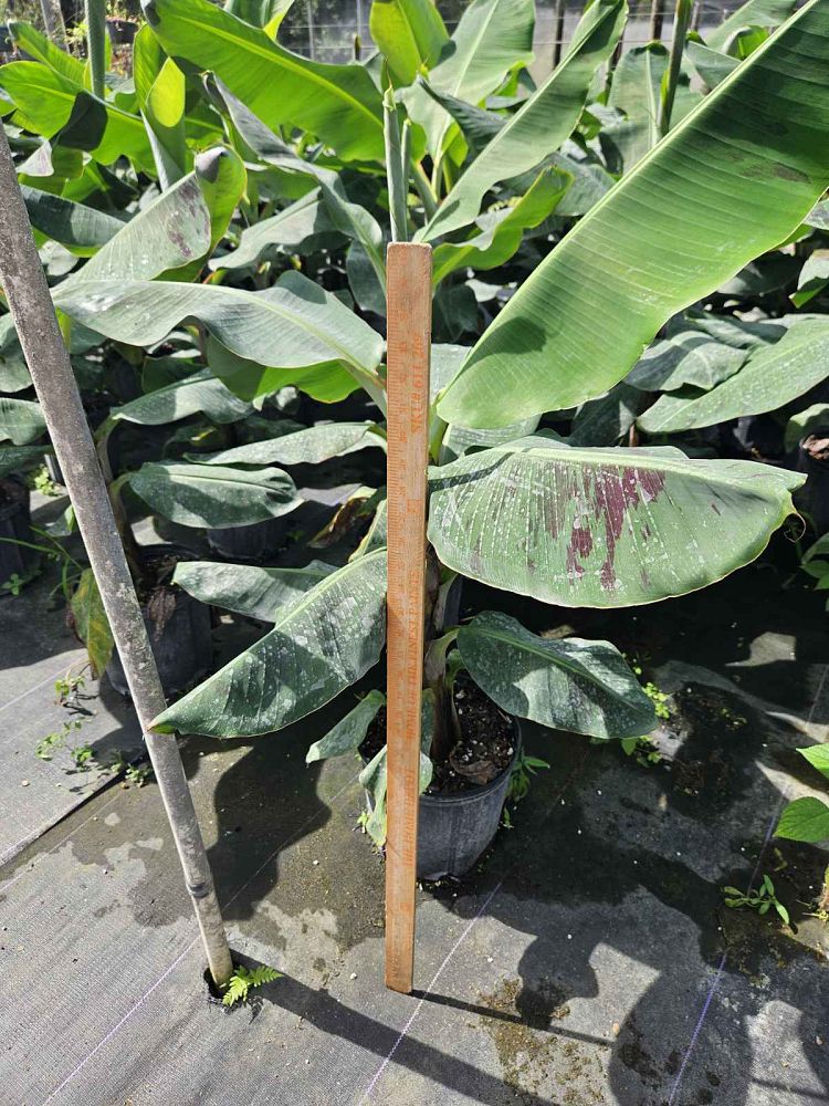 musa-acuminata-dwarf-cavendish-banana