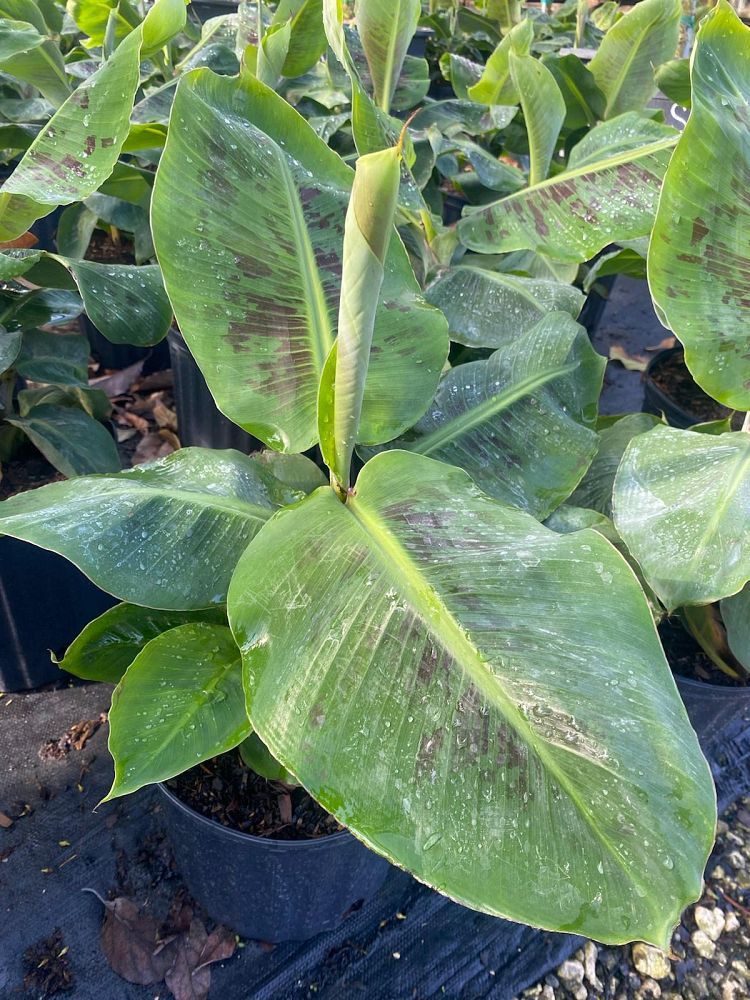 musa-acuminata-dwarf-cavendish-banana