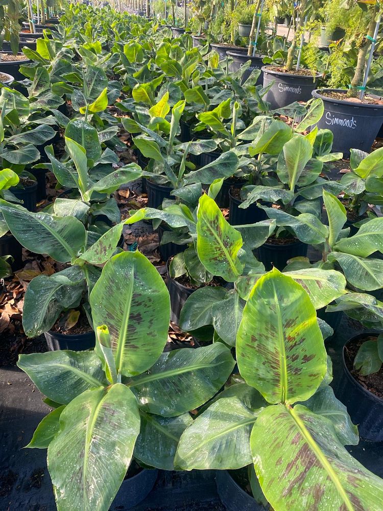 musa-acuminata-dwarf-cavendish-banana