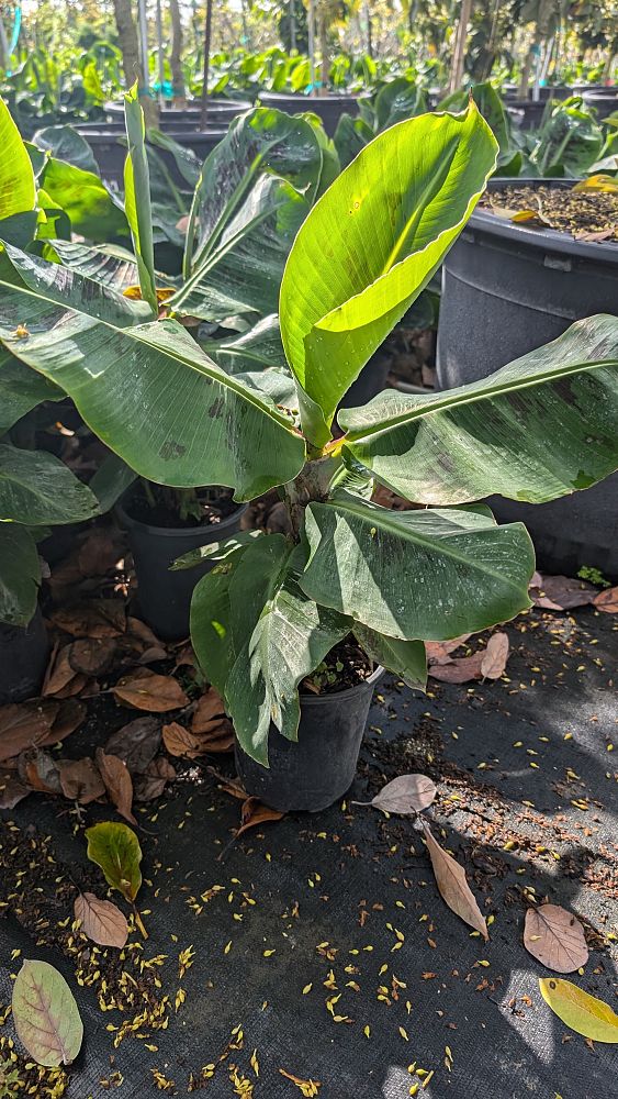 musa-acuminata-dwarf-cavendish-banana