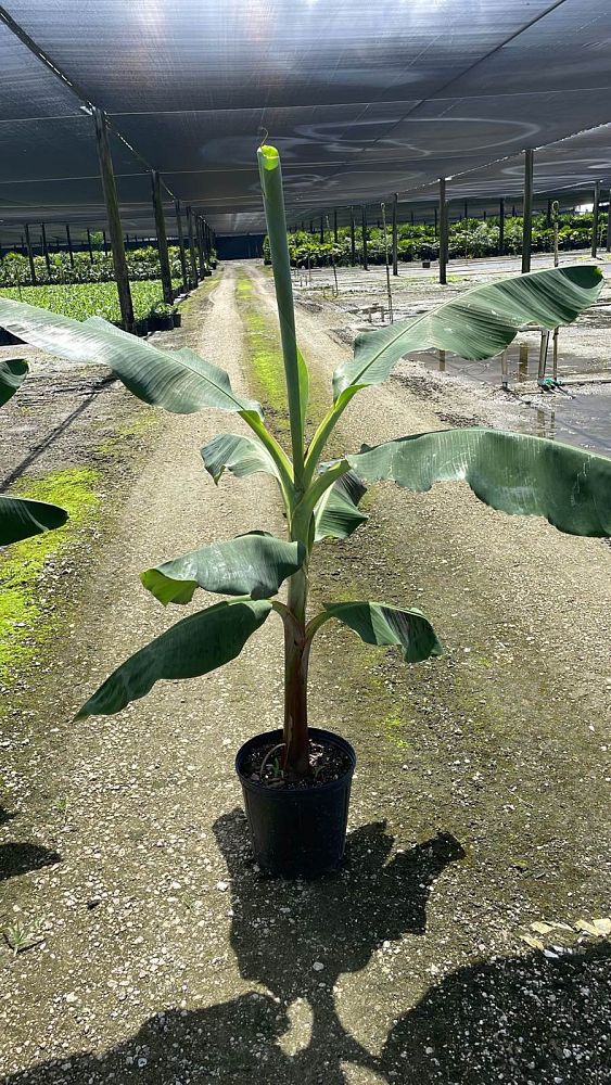 musa-acuminata-dwarf-cavendish-banana