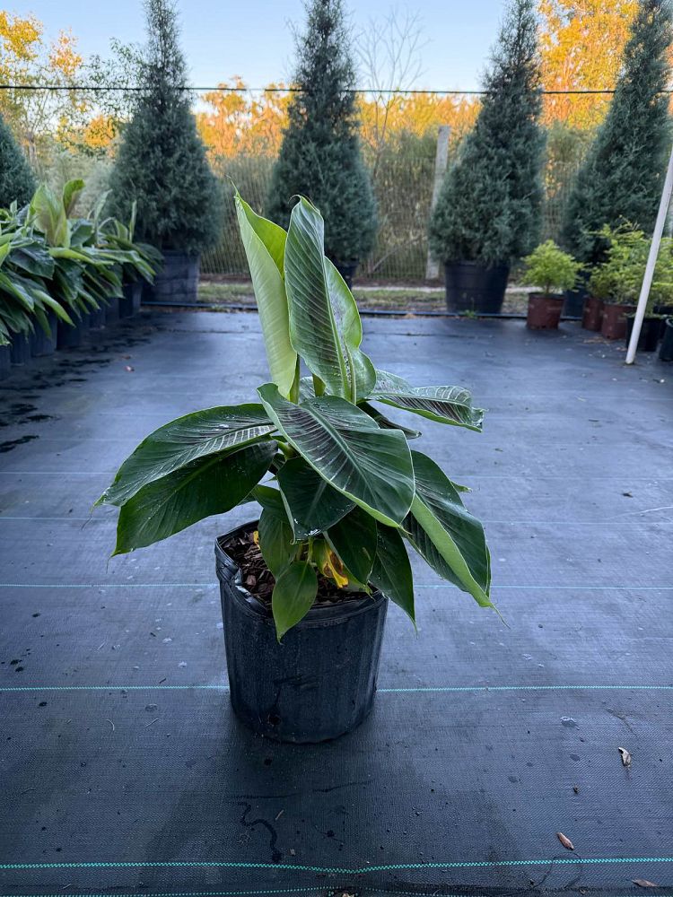 musa-acuminata-dwarf-cavendish-banana