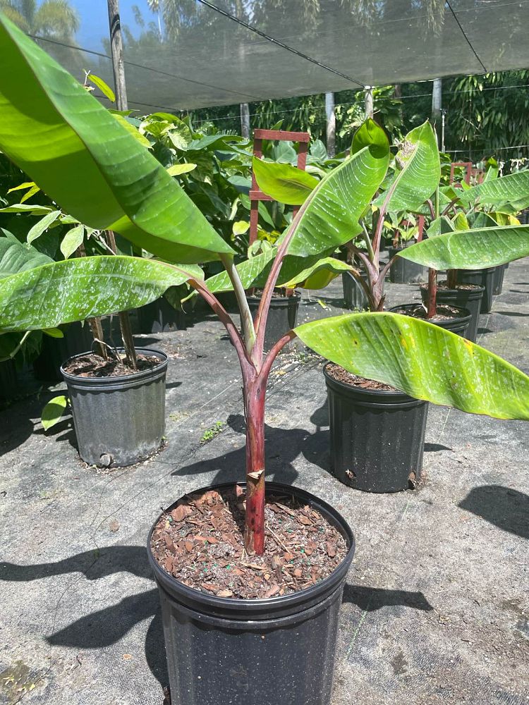musa-acuminata-dwarf-cuban-red-dwarf-cuban-red-banana
