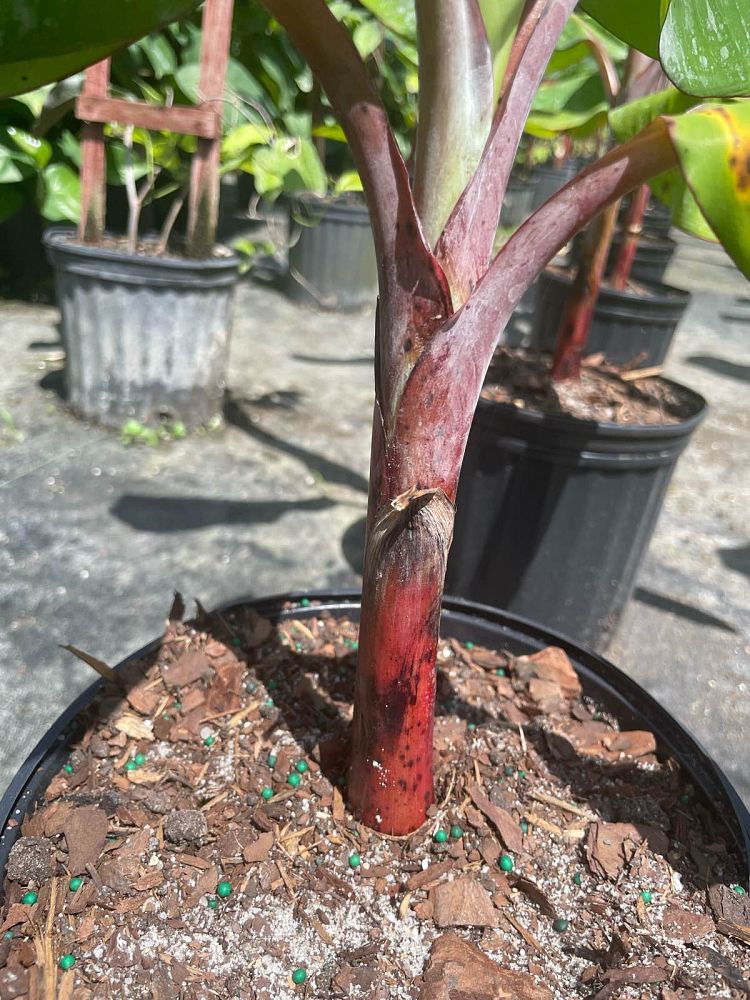 musa-acuminata-dwarf-cuban-red-dwarf-cuban-red-banana