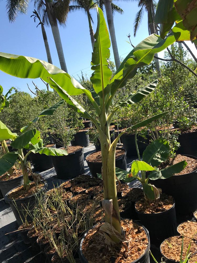musa-acuminata-grand-nain-banana