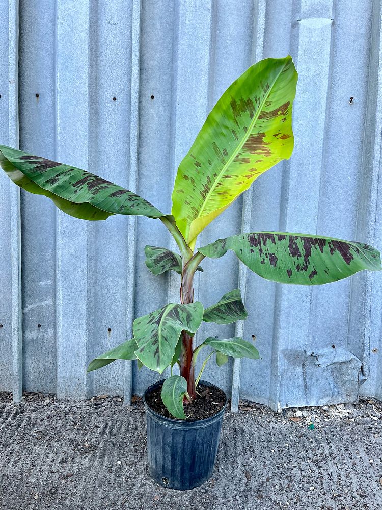 musa-acuminata-grand-nain-banana