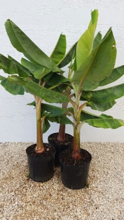 musa-acuminata-gros-michel-banana