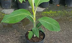 musa-acuminata-ice-cream-banana-blue-java