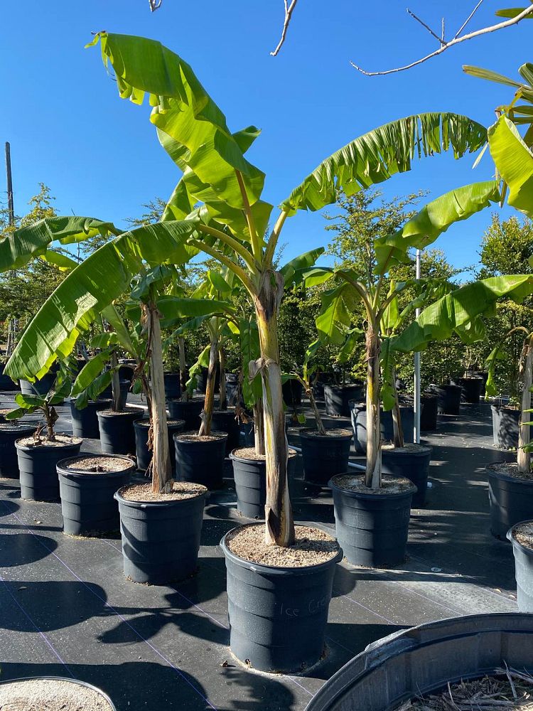 musa-acuminata-ice-cream-banana-blue-java