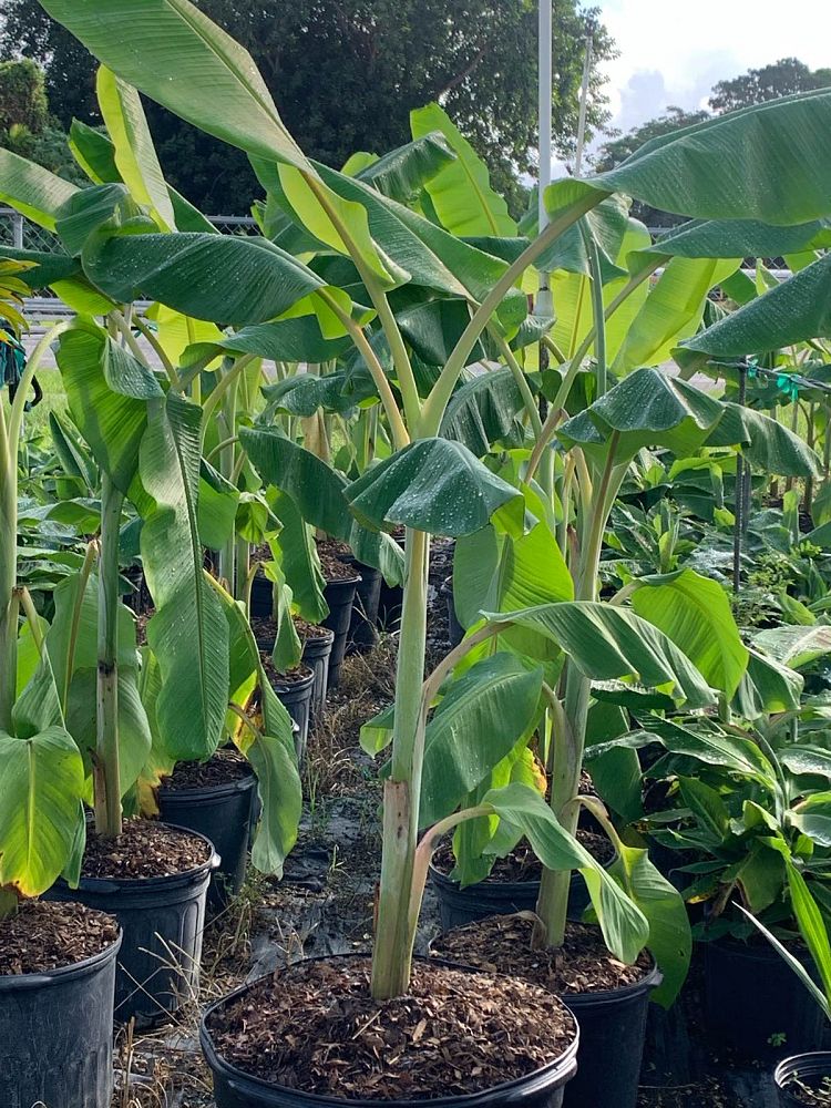 musa-acuminata-ice-cream-banana-blue-java