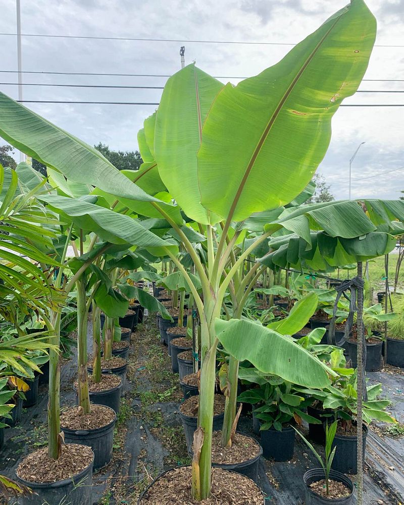 musa-acuminata-ice-cream-banana-blue-java