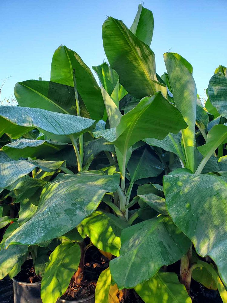 musa-acuminata-ice-cream-banana-blue-java