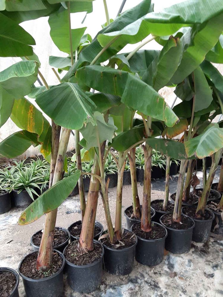 musa-acuminata-ice-cream-banana-blue-java