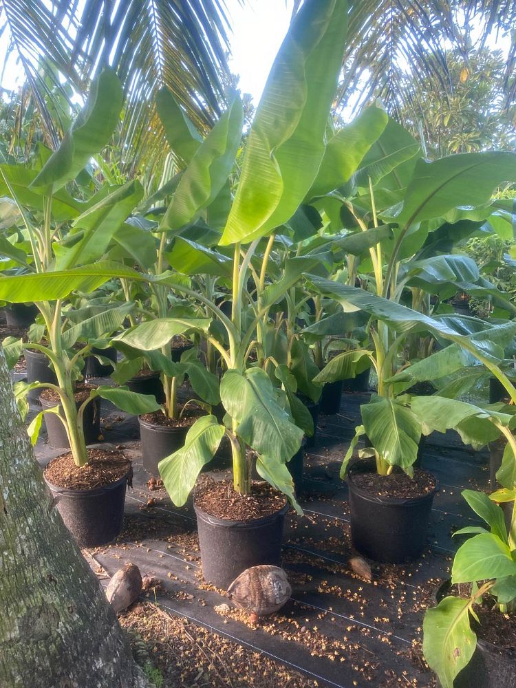 musa-acuminata-ice-cream-banana-blue-java