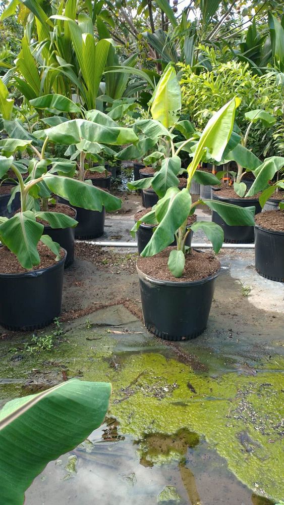 musa-acuminata-ice-cream-banana-blue-java
