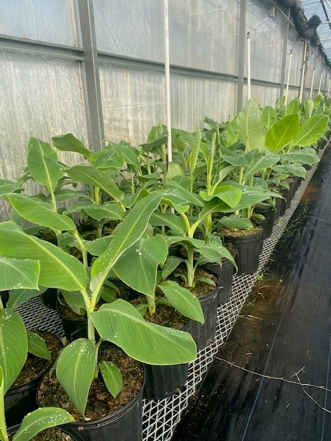 musa-acuminata-ice-cream-banana-blue-java