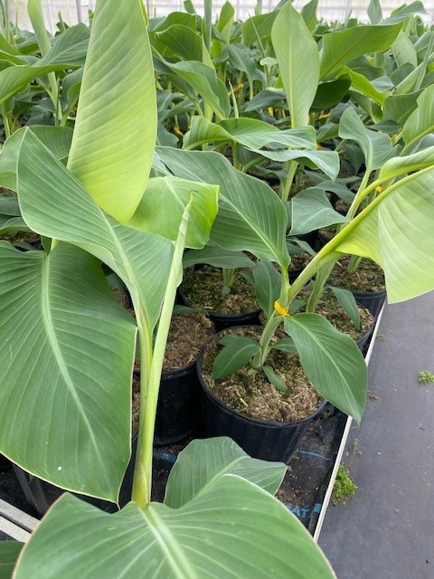 musa-acuminata-ice-cream-banana-blue-java