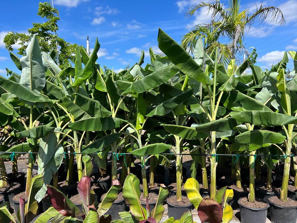 musa-acuminata-ice-cream-banana-blue-java