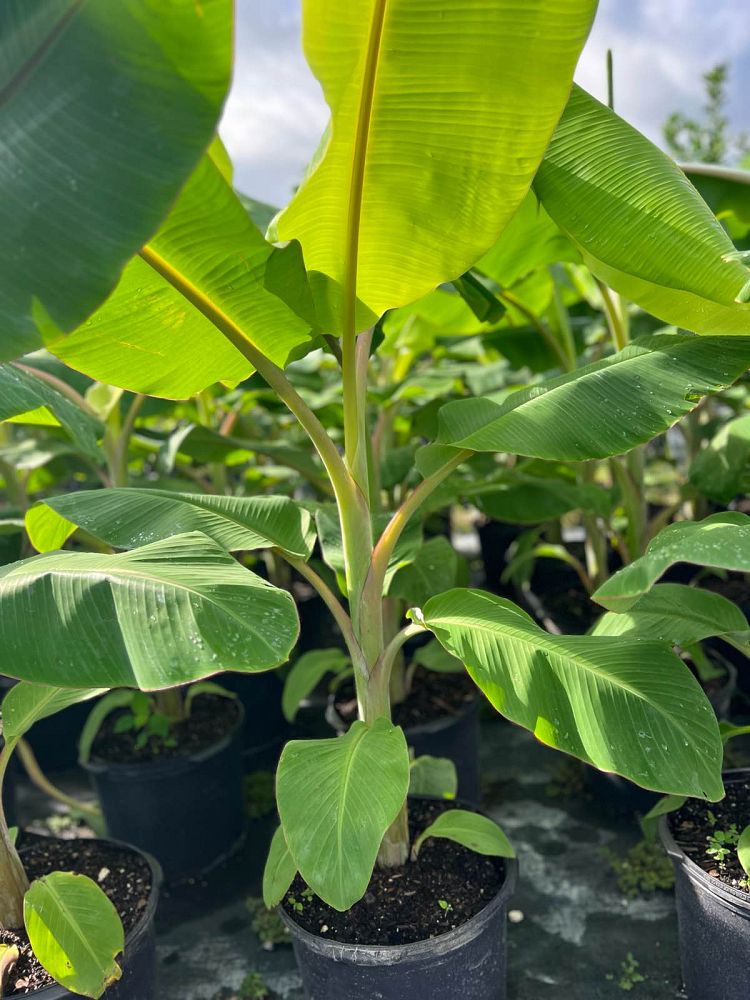 musa-acuminata-ice-cream-banana-blue-java