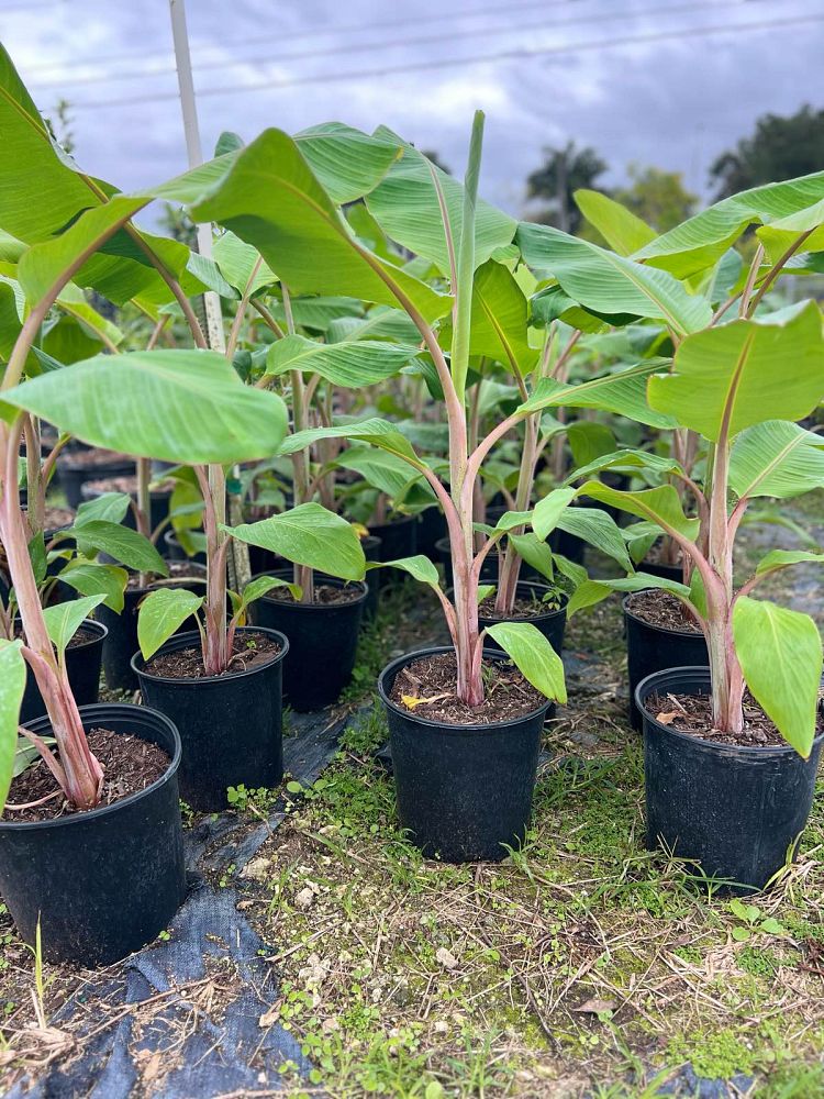 musa-acuminata-ice-cream-banana-blue-java