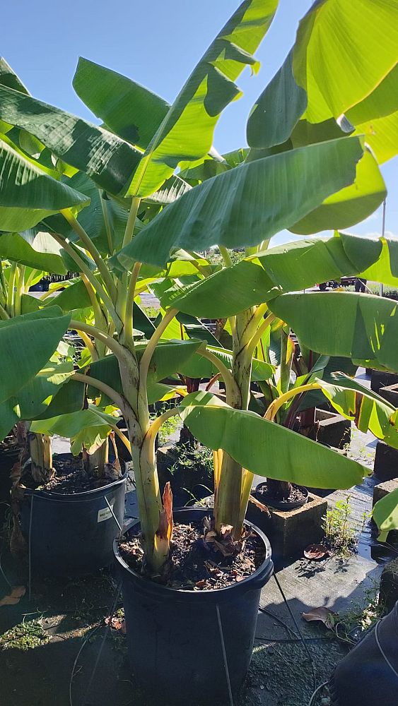 musa-acuminata-ice-cream-banana-blue-java