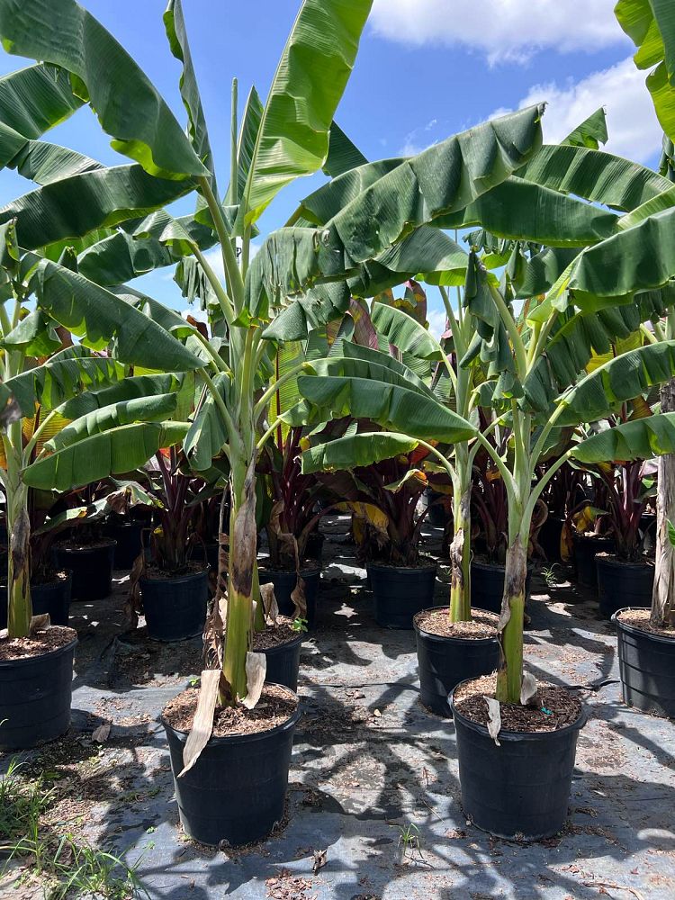musa-acuminata-ice-cream-banana-blue-java