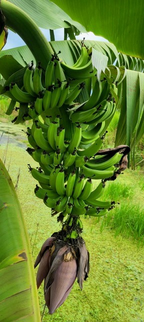 musa-acuminata-ice-cream-banana-blue-java