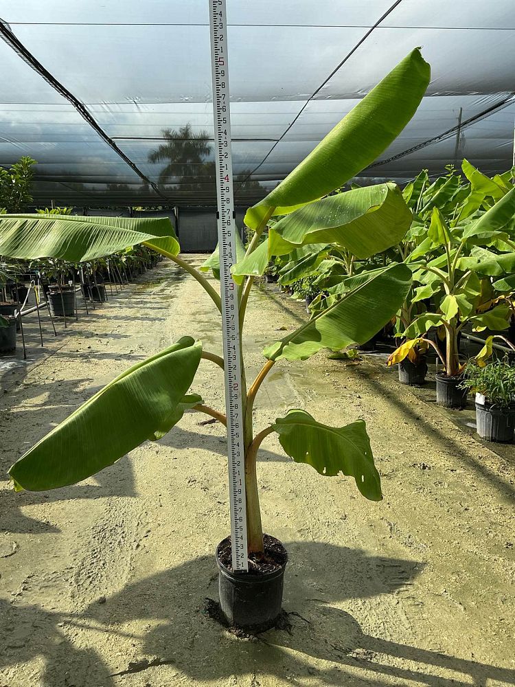 musa-acuminata-ice-cream-banana-blue-java