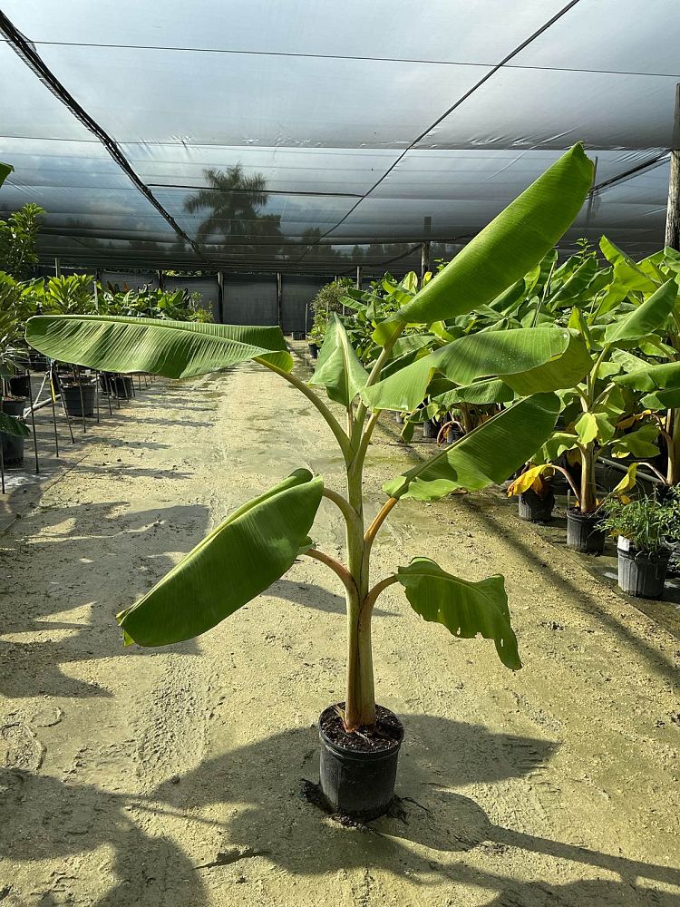 musa-acuminata-ice-cream-banana-blue-java