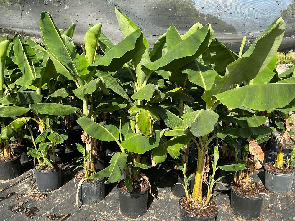 musa-acuminata-ice-cream-banana-blue-java