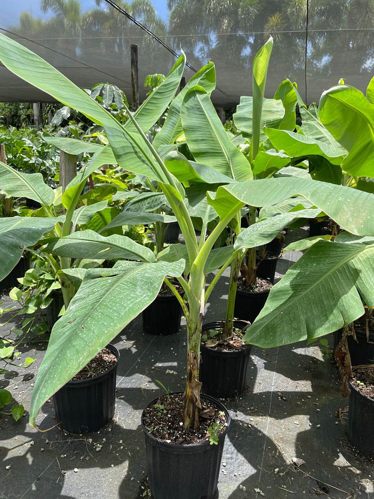 musa-acuminata-lacatan-banana