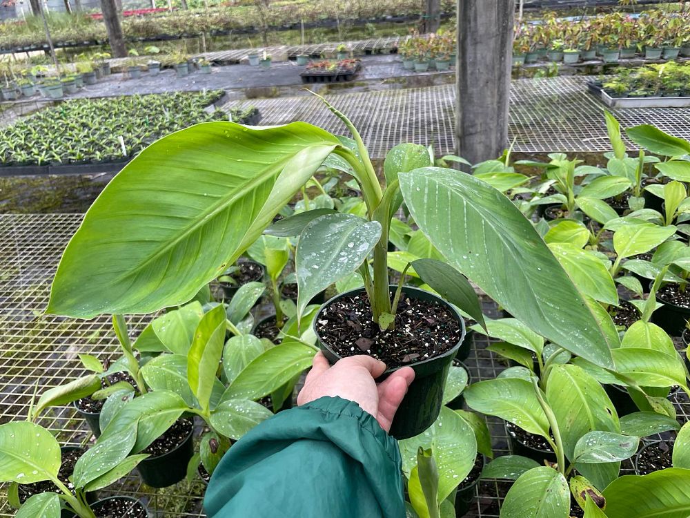 musa-acuminata-lacatan-banana