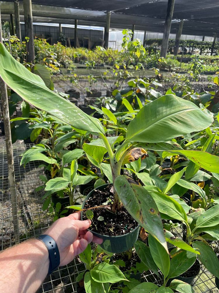 musa-acuminata-lacatan-banana