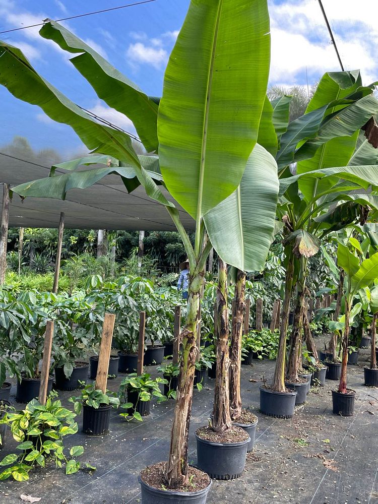 musa-acuminata-lacatan-banana