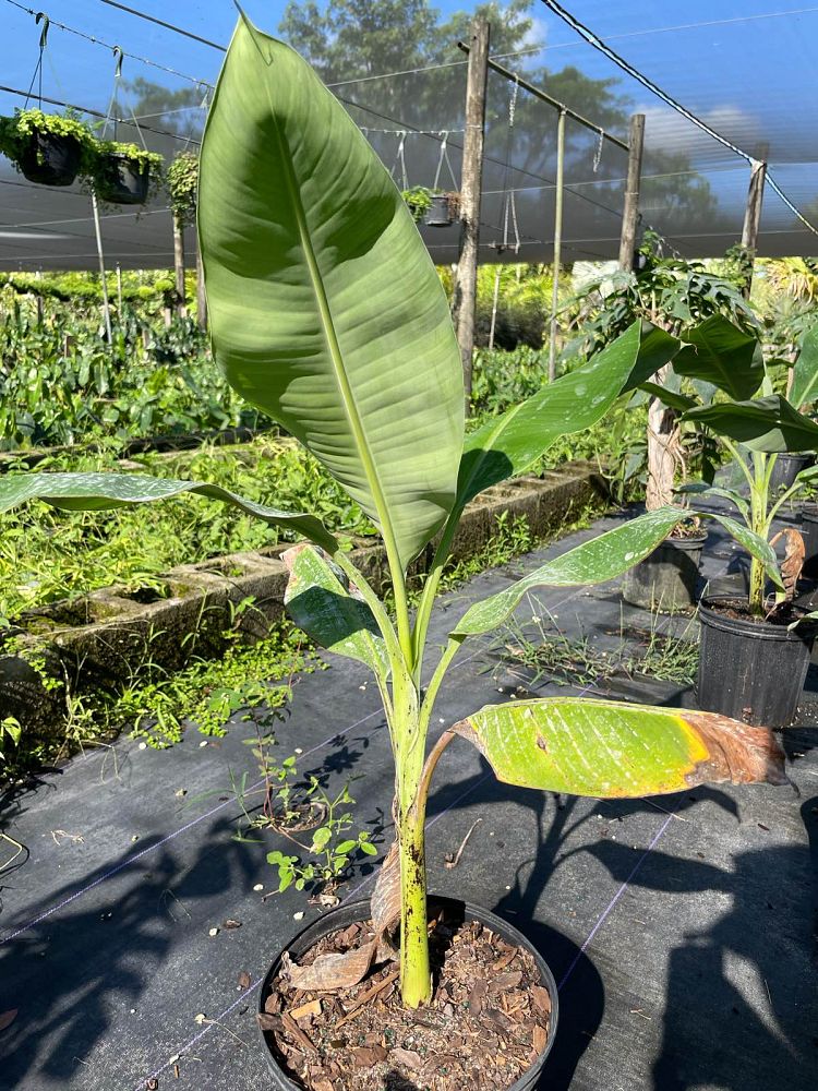 musa-acuminata-lacatan-banana