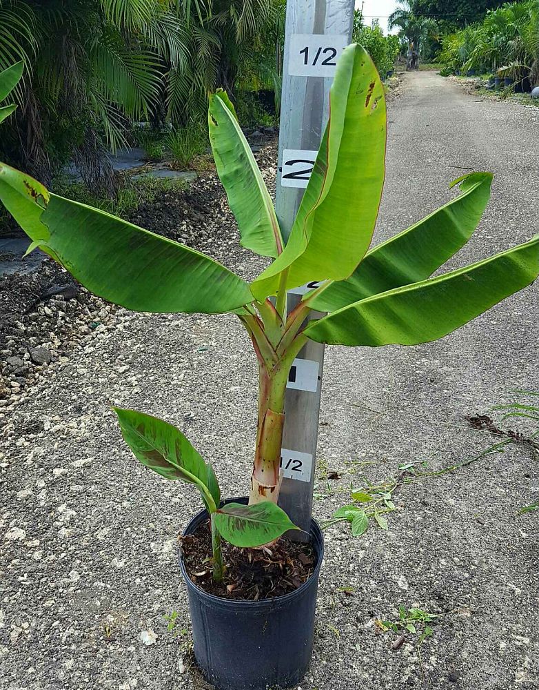 musa-acuminata-mona-lisa-dwarf-banana