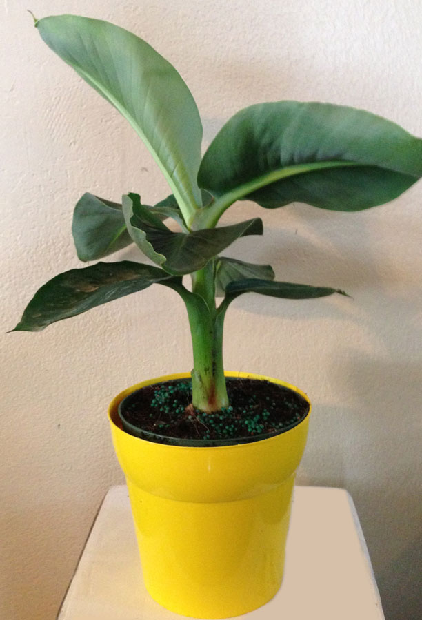 musa-acuminata-super-dwarf-banana-banana