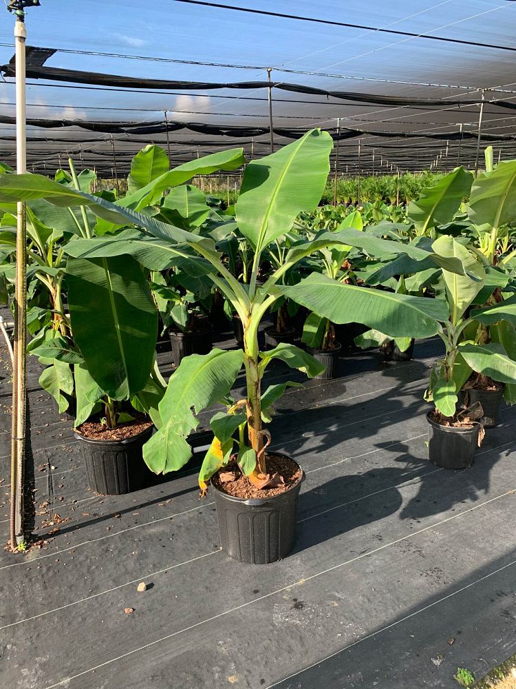 musa-acuminata-super-dwarf-banana-banana