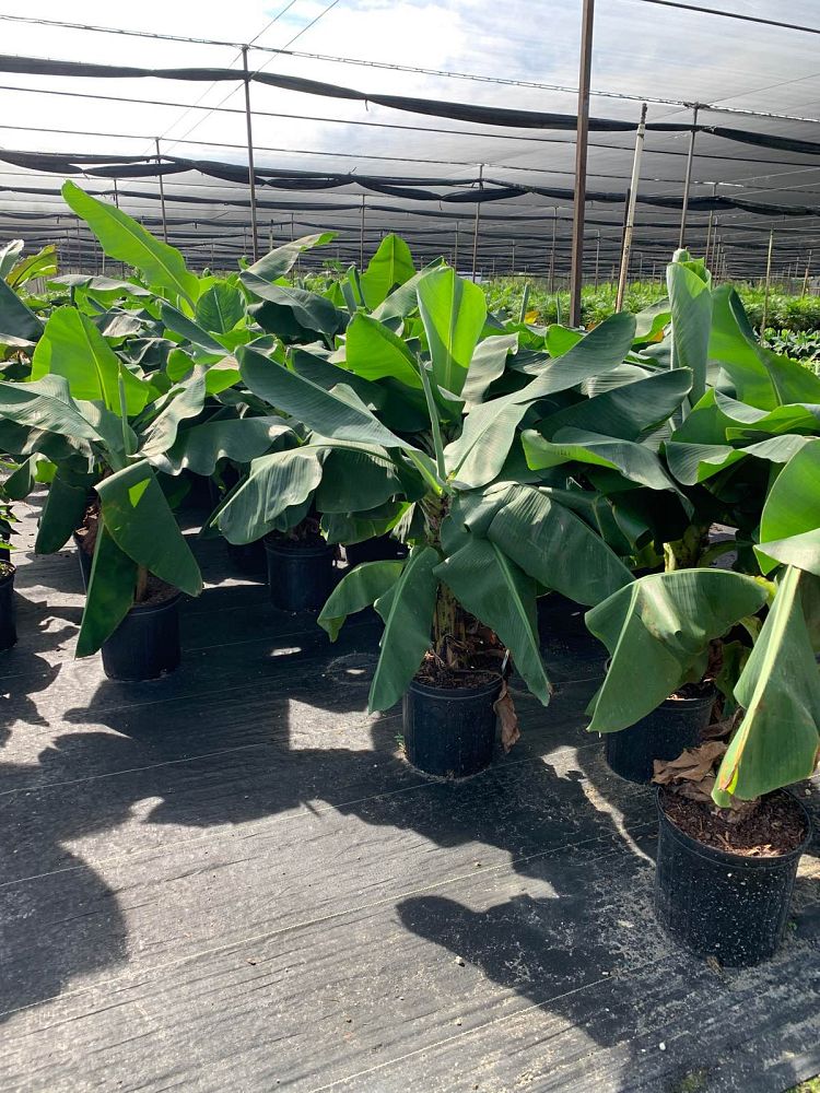 musa-acuminata-super-dwarf-banana-banana