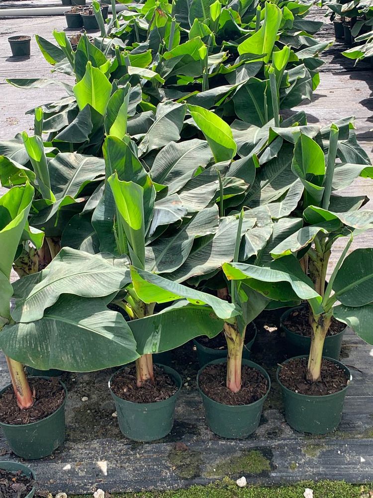 musa-acuminata-super-dwarf-banana-banana