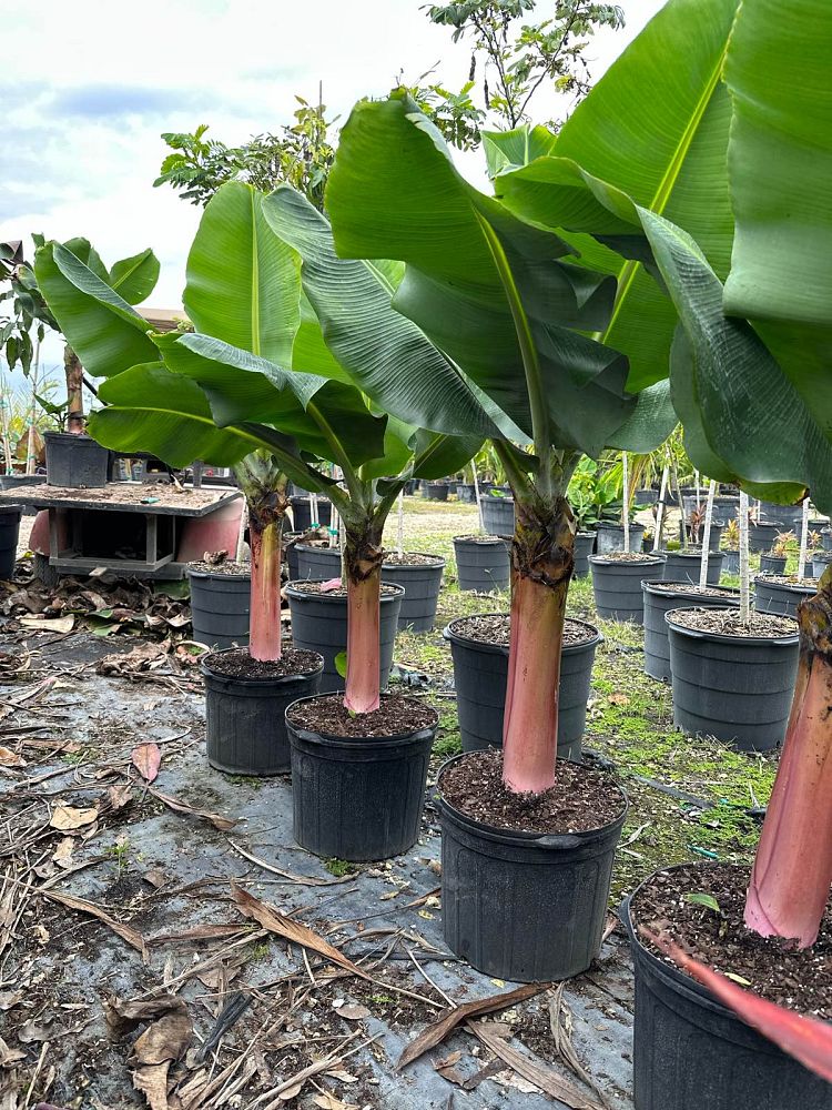 musa-acuminata-super-dwarf-banana-banana