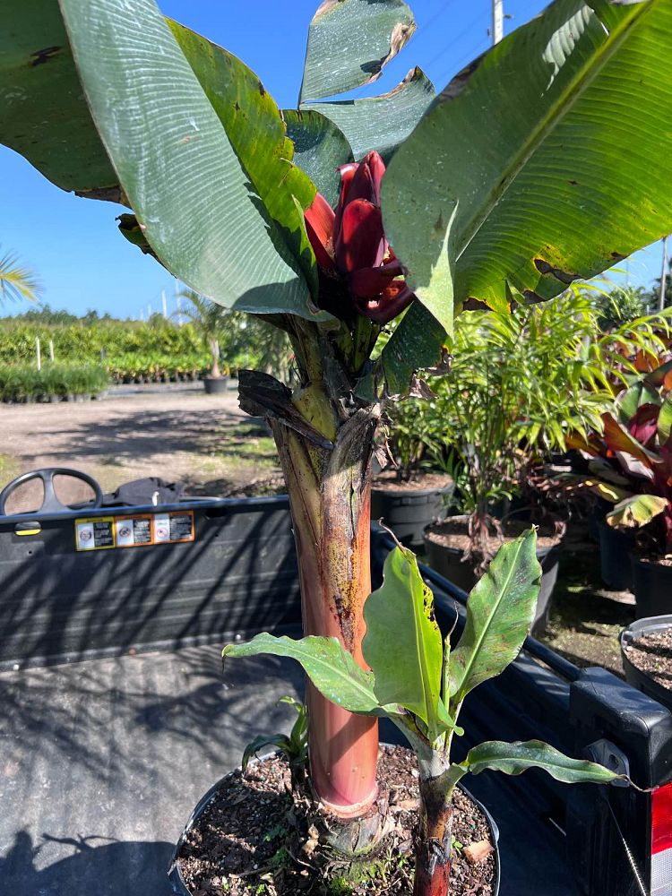 musa-acuminata-super-dwarf-banana-banana