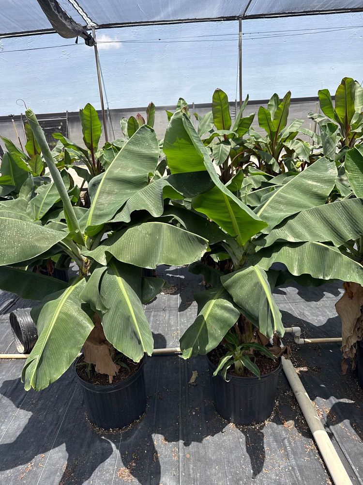 musa-acuminata-super-dwarf-banana-banana