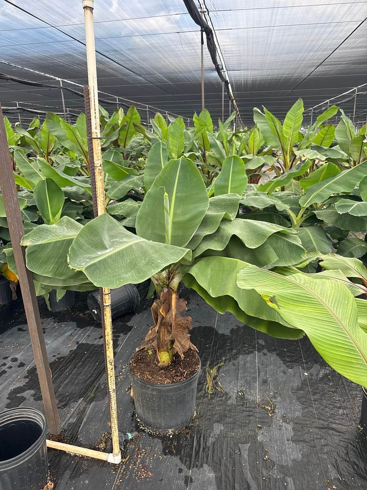 musa-acuminata-super-dwarf-banana-banana