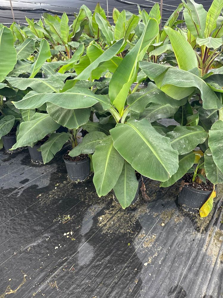 musa-acuminata-super-dwarf-banana-banana