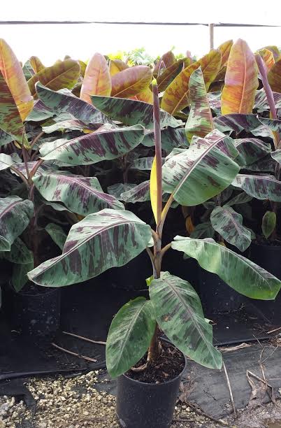 musa-acuminata-zebrina-red-banana-banana-rojo-musa-sumatrana-zebrina