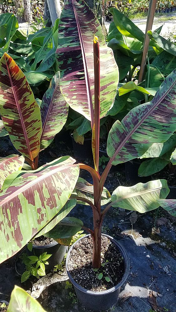 musa-acuminata-zebrina-red-banana-banana-rojo-musa-sumatrana-zebrina